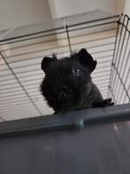 Skinny cavia's, Dieren en Toebehoren, Knaagdieren, Cavia, April, Mannelijk, Tam