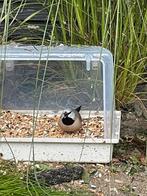 Spitsstaart amadine man, Dieren en Toebehoren, Mannelijk, Tropenvogel