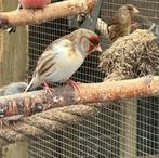 Bastaard putters poppen, Dieren en Toebehoren, Vogels | Overige Vogels, Vrouwelijk, Wildzangvogel
