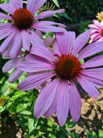 Echinacea purpurea zonnehoed P9, Ophalen, Vaste plant, Overige soorten, Volle zon