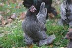 Sabelpoot kriel blauw toom, Meerdere dieren, Tam