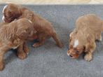 Cavapoo pups (ook wel Cavoodle genoemd), Overige rassen, CDV (hondenziekte), 8 tot 15 weken, Meerdere
