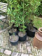 zwarte bamboe, Tuin en Terras, Planten | Tuinplanten, Vaste plant, Bloeit niet, Halfschaduw, Ophalen