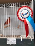 Rood agaat, Dieren en Toebehoren, Vogels | Kanaries, Meerdere dieren, Kleurkanarie