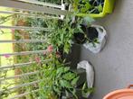 Gezocht.  Gratis bamboestokken. 4 stuks vanaf 1.50 cm, Tuin en Terras, Ophalen, Zomer, Halfschaduw