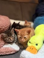 kittens 1xrode poes (gereserveerd)en 1xlapjes zwart poes, Poes, Gechipt