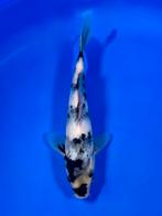 VHQ Tateshita Shiro Utsuri 25-30cm Japanse koi, Karper of Koi