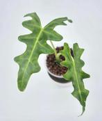 Alocasia Portei, Ophalen of Verzenden, Overige soorten, Minder dan 100 cm