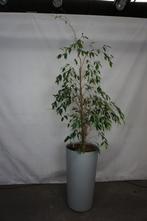 Planten binnenplanten kantoorplanten in hoge pot op wielen, Overige soorten, In pot, 150 tot 200 cm, Groene kamerplant