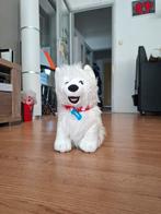Paco hond van de YouTube tubers Rutger en Thomas., Ophalen of Verzenden, Hond