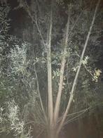 Wilgen brand hout, 6 m³ of meer, Ophalen of Verzenden, Takken