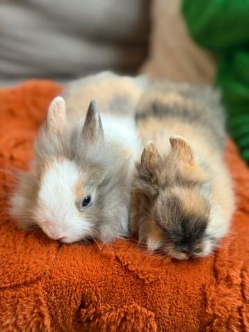 Lieve jonge leeuwenkop dwergkonijnen zoeken een huisje beschikbaar voor biedingen