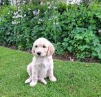 Superlieve labradoodle pups, Dieren en Toebehoren, Honden | Retrievers, Spaniëls en Waterhonden, Rabiës (hondsdolheid), Overige rassen