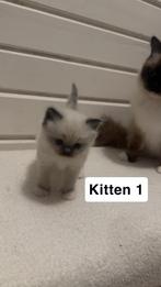 Prachtige Ragdoll kittens beschikbaar, Dieren en Toebehoren, Katten en Kittens | Overige Katten, Meerdere dieren