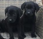 Prachtige FRIESE STABIJ x LABRADOR pups, Nederland, CDV (hondenziekte), 8 tot 15 weken, Meerdere