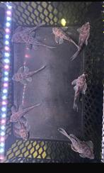 Super aanbieding!!! L066 king tiger pleco, Vis, Zoetwatervis, Schoolvis