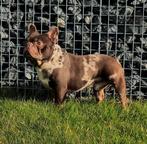 Unieke franse bulldog dekreu choco merle tan ter dekking, Dieren en Toebehoren, Honden | Bulldogs, Pinschers en Molossers, Particulier