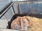 Konijn 1 jaar oud met kooi, Dieren en Toebehoren, Konijnen, Mannelijk, Middelgroot, Hangoor, 0 tot 2 jaar