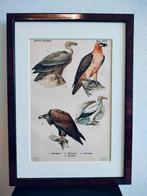 Litho Floericke Aasgier Monniksgier Vale gier Baardgier 1922, Ophalen of Verzenden