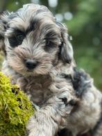 Schattige pups Boomer met Dwergpoedel! Meerdere kleuren, Poedel, Nederland, CDV (hondenziekte), 8 tot 15 weken