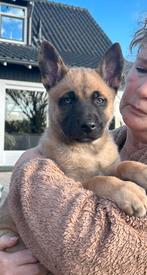 6 leuke Herder x Husky pups klaar voor een nieuw thuis, 8 tot 15 weken, Meerdere, Meerdere dieren, Herder