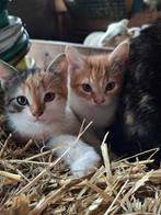 Kittens, Dieren en Toebehoren, Katten en Kittens | Overige Katten, Meerdere dieren