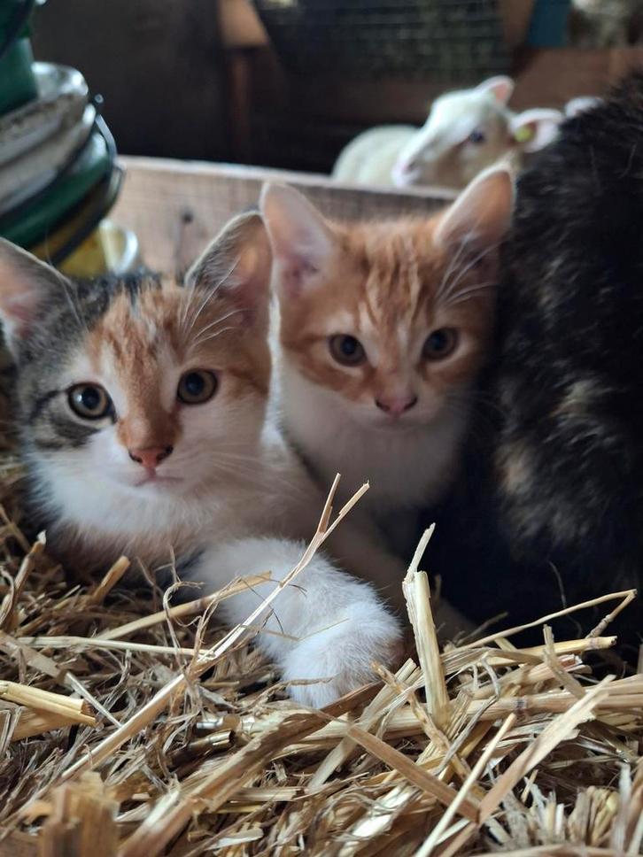 Kittens, Dieren en Toebehoren, Katten en Kittens | Overige Katten, Meerdere dieren