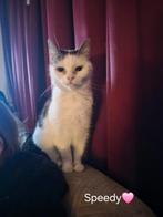 Katten/kitten adoptie, Dieren en Toebehoren, Katten en Kittens | Overige Katten, Meerdere dieren, Kortharig