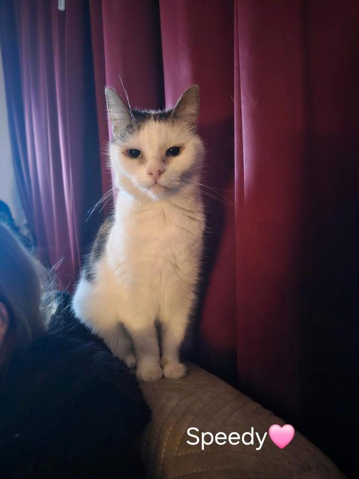 Katten/kitten adoptie, Dieren en Toebehoren, Katten en Kittens | Overige Katten, Kortharig, Meerdere dieren