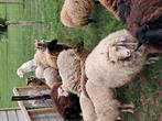 Wol van ouessant schaap., Hobby en Vrije tijd, Ophalen, Nieuw, Spinwol