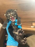 Maine coon kittens met stamboom en geteste ouders, Dieren en Toebehoren, Katten en Kittens | Raskatten | Langhaar, Meerdere dieren