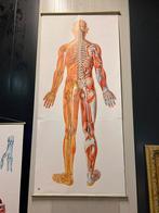 Grote 190 cm anatomische kaart zenuwstelsel mens, Ophalen of Verzenden, Natuur en Biologie