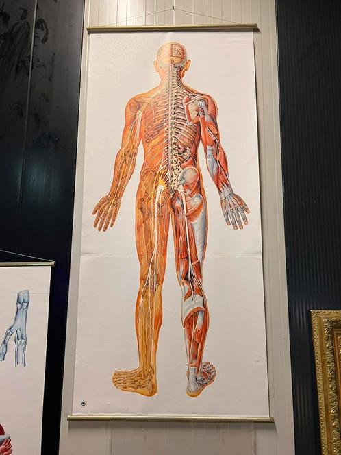 Grote 190 cm anatomische kaart zenuwstelsel mens, Antiek en Kunst, Antiek | Schoolplaten, Natuur en Biologie, Ophalen of Verzenden