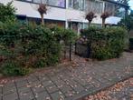 Taxus Haag - Opknapper!, Tuin en Terras, Ophalen, Taxus, Haag, 100 tot 250 cm