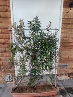 Olijfwilg Elaeagnus ebbingei, Tuin en Terras, Planten | Bomen, Ophalen of Verzenden, Halfschaduw, Overige soorten, 100 tot 250 cm