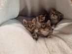 Britse korthaar kruising bengaal kittens, Dieren en Toebehoren, Meerdere dieren, Ontwormd