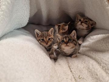 Britse korthaar kruising bengaal kittens beschikbaar voor biedingen