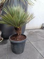 yucca rostrata variegated variegata, Tuin en Terras, Planten | Tuinplanten, Ophalen of Verzenden, Overige soorten, Volle zon
