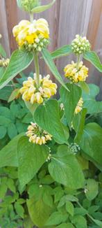 Phlomis Russiliana, Tuin en Terras, Bloembollen en Zaden, Ophalen of Verzenden, Voorjaar, Volle zon, Zaad
