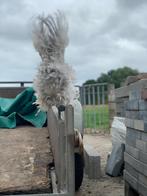 Cochin haan, Dieren en Toebehoren, Pluimvee, Mannelijk, Kip