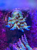 Acropora efflorescens purple, Dieren en Toebehoren, Ophalen, Nieuw, Gevuld zeewateraquarium