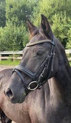Lieve C pony te koop, Dieren en Toebehoren, Pony's, C pony (1.27m tot 1.37m), 11 jaar of ouder, Recreatiepony, Merrie