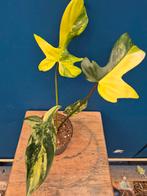 Philodendron Florida Beauty p12