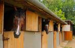 Gezocht: stalling voor 5 paarden omgeving Haarlemmermeer