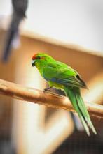 Kakariki jong | Vogels om tam te maken, Meerdere dieren, Parkiet, Tam