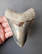 Megalodon tand 13cm, Ophalen of Verzenden, Fossiel