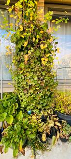 Klimplanten in pot - Klimhortensia, klimop, clematis, Tuin en Terras, Planten | Tuinplanten, Ophalen, Vaste plant, Halfschaduw