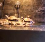 Schilpadden, Dieren en Toebehoren, Ophalen of Verzenden