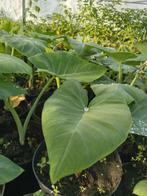 Surinaamse Tajerblad planten 5,00 per pot., Tuin en Terras, Planten | Tuinplanten, Volle zon, Groenteplanten, Eenjarig, Ophalen of Verzenden