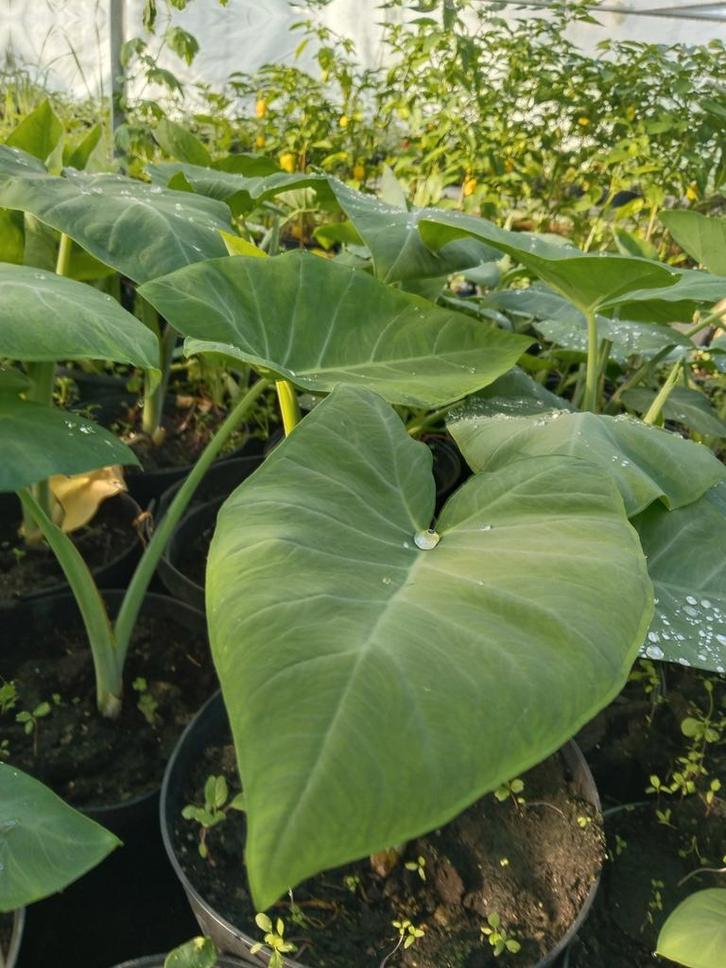 Surinaamse Tajerblad planten 5,00 per pot., Tuin en Terras, Planten | Tuinplanten, Eenjarig, Groenteplanten, Volle zon, Zomer